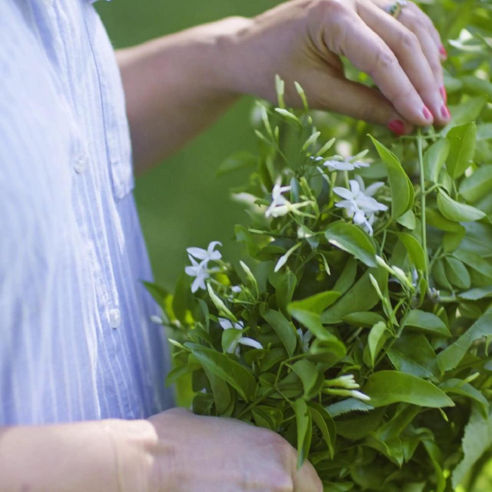 IKEA LUGNARE Duftkerze im Glas 2 Dochte Jasmin/hellrosa 50 Std Kostenlose Rückgabe