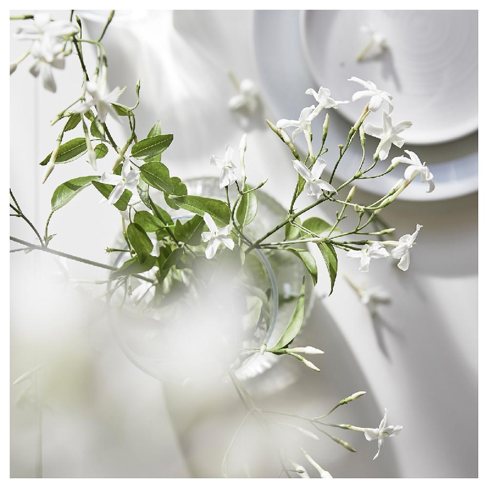 IKEA LUGNARE Duftkerze im Glas 2 Dochte Jasmin/hellrosa 50 Std Kostenlose Rückgabe