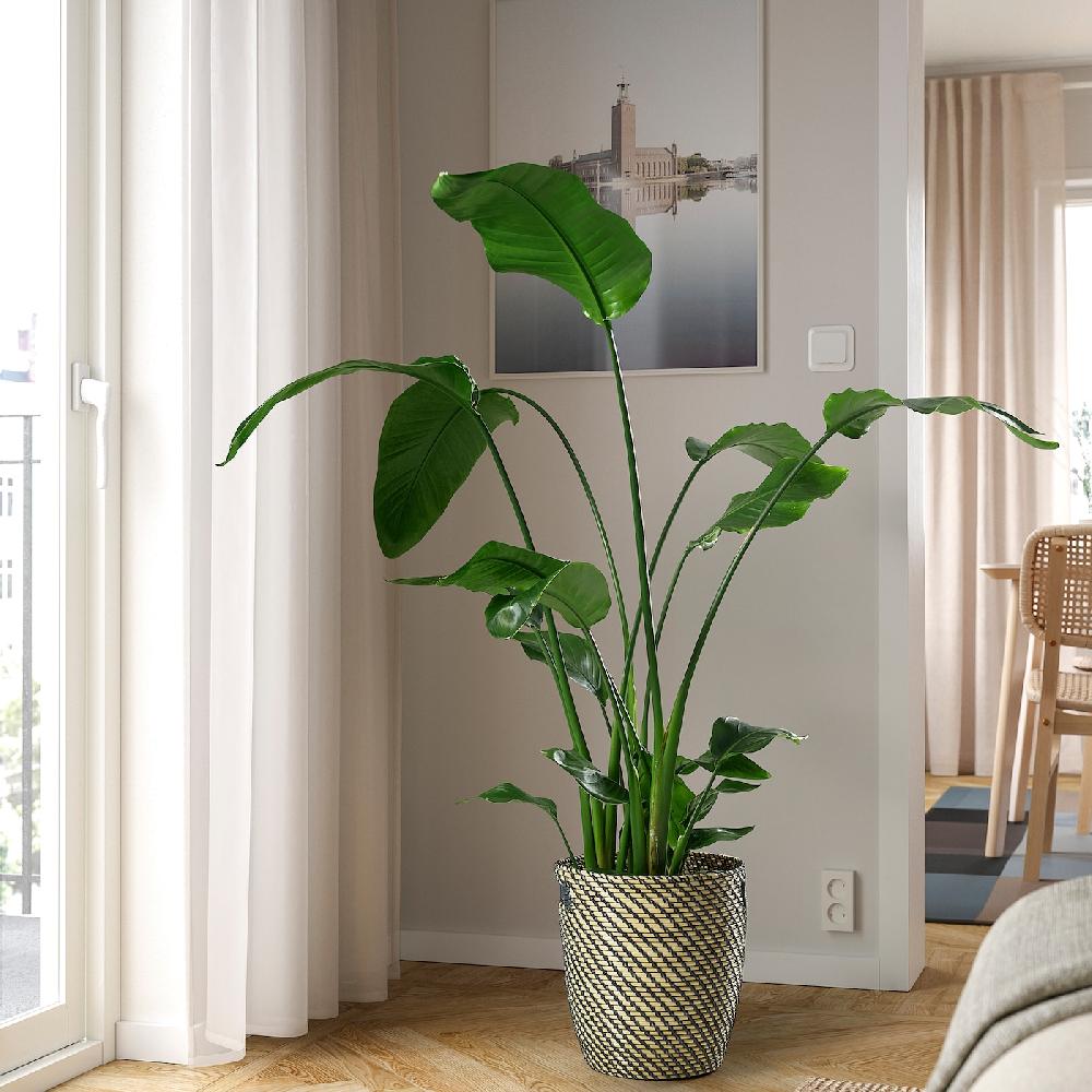 IKEA STRELITZIA Pflanze Strelitzie 27 cm Speichern exportieren
