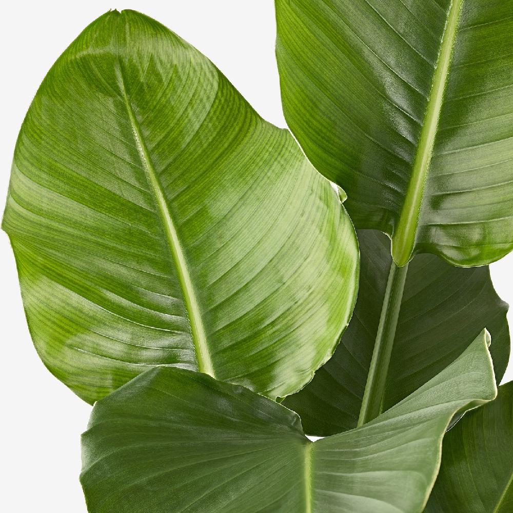 IKEA STRELITZIA Pflanze Strelitzie 27 cm Speichern exportieren