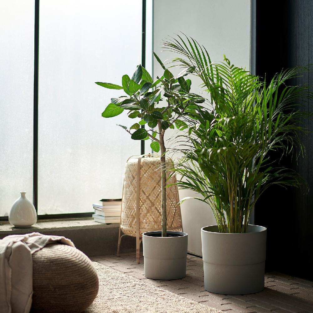 IKEA DYPSIS LUTESCENS Pflanze Goldfruchtpalme 24 cm Black Friday Preise