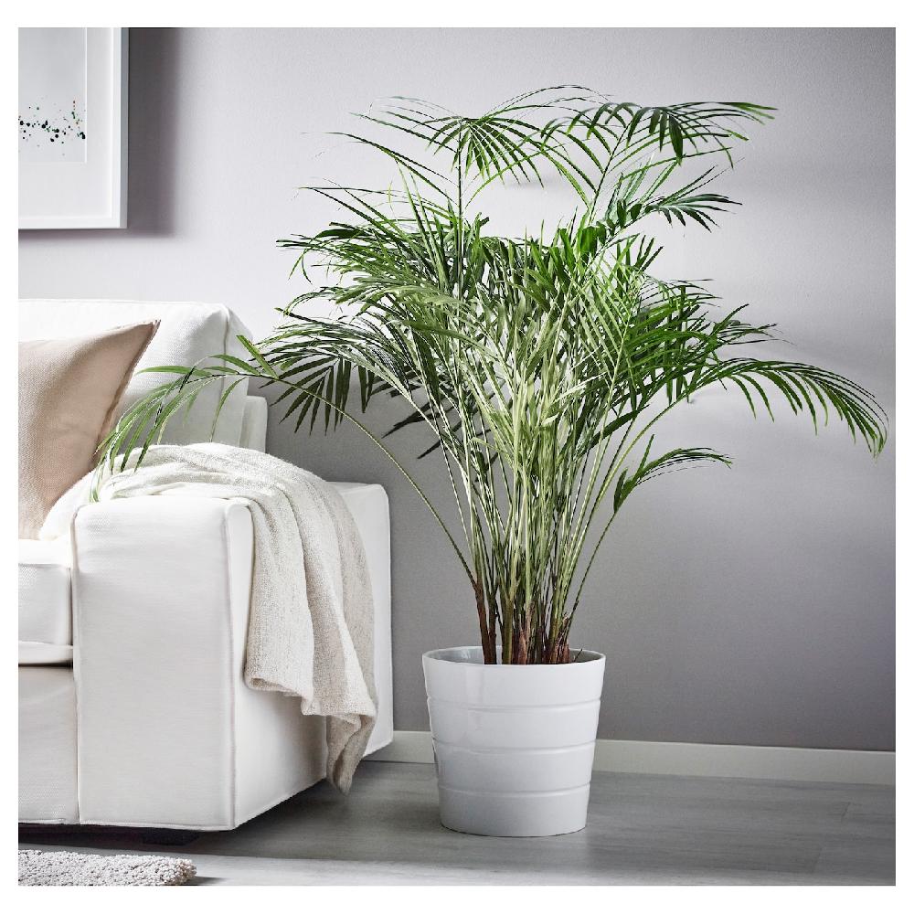 IKEA DYPSIS LUTESCENS Pflanze Goldfruchtpalme 24 cm Black Friday Preise