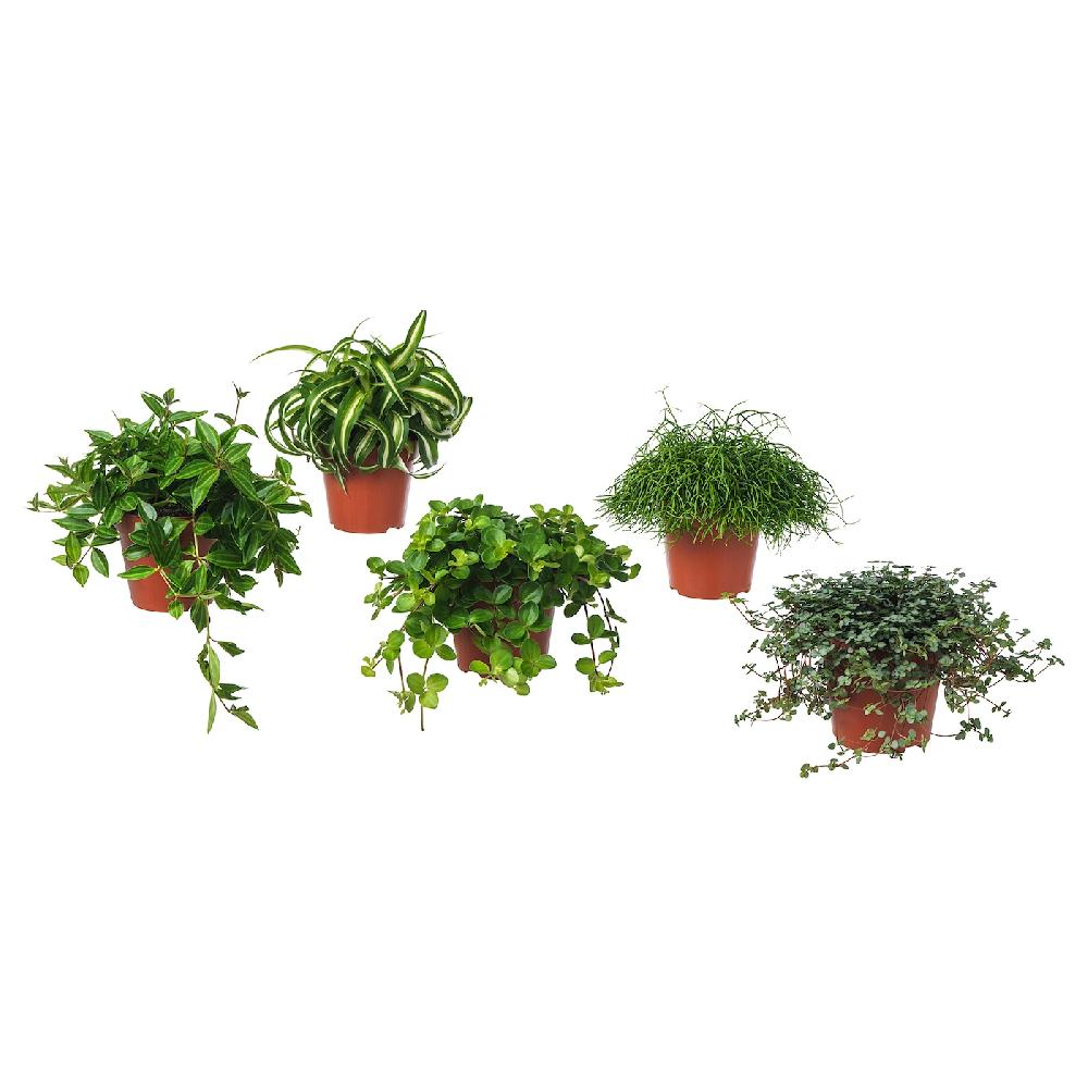 IKEA HIMALAYAMIX Pflanze versch. Arten Blattgewächse 12 cm