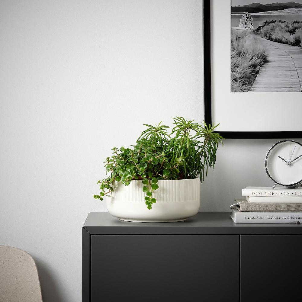 IKEA HIMALAYAMIX Pflanze versch. Arten Blattgewächse 12 cm Im Verkauf