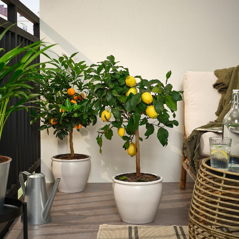 IKEA CITRUS Topfpflanze versch. Arten 19 cm zollfrei