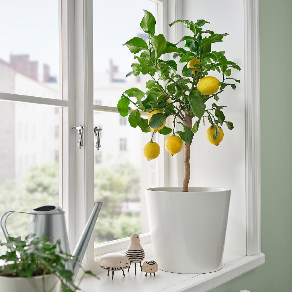 IKEA CITRUS Topfpflanze versch. Arten 19 cm zollfrei