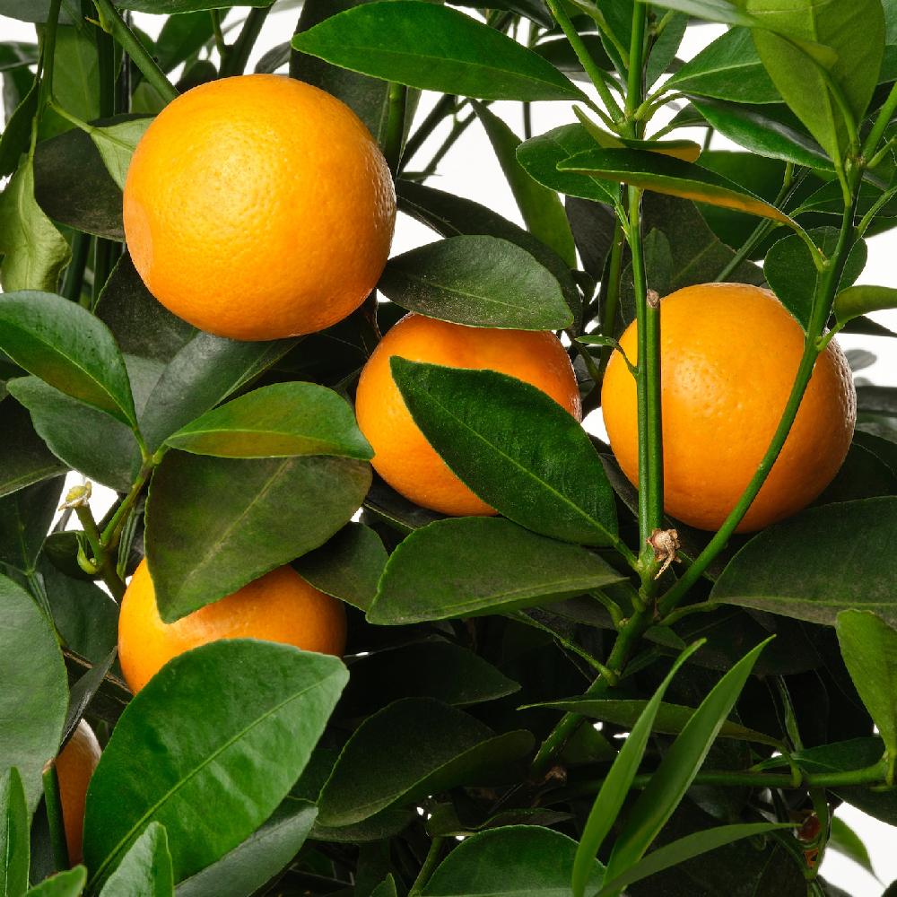 IKEA CITRUS Topfpflanze versch. Arten 19 cm zollfrei