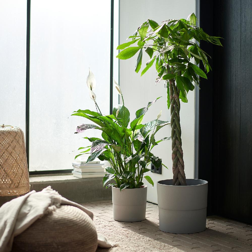 IKEA PACHIRA AQUATICA Pflanze Glückskastanie 27 cm 50% Rabatt für begrenzte Zeit