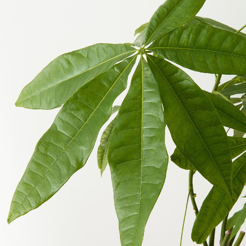 IKEA PACHIRA AQUATICA Pflanze Glückskastanie 27 cm 50% Rabatt für begrenzte Zeit