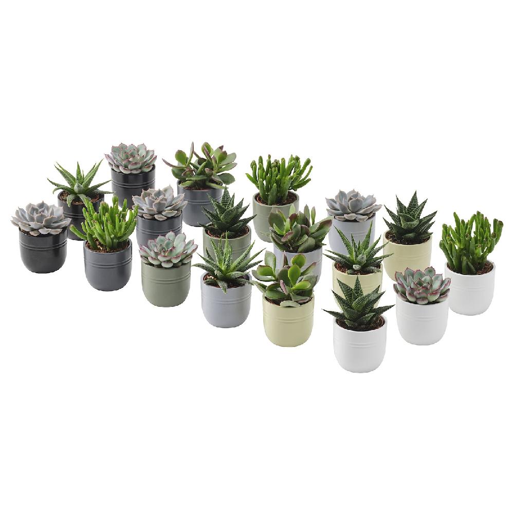 IKEA SUCCULENT Pflanze mit Übertopf Sukkulente versch. Farben 6 cm Rabatte dieses Monats