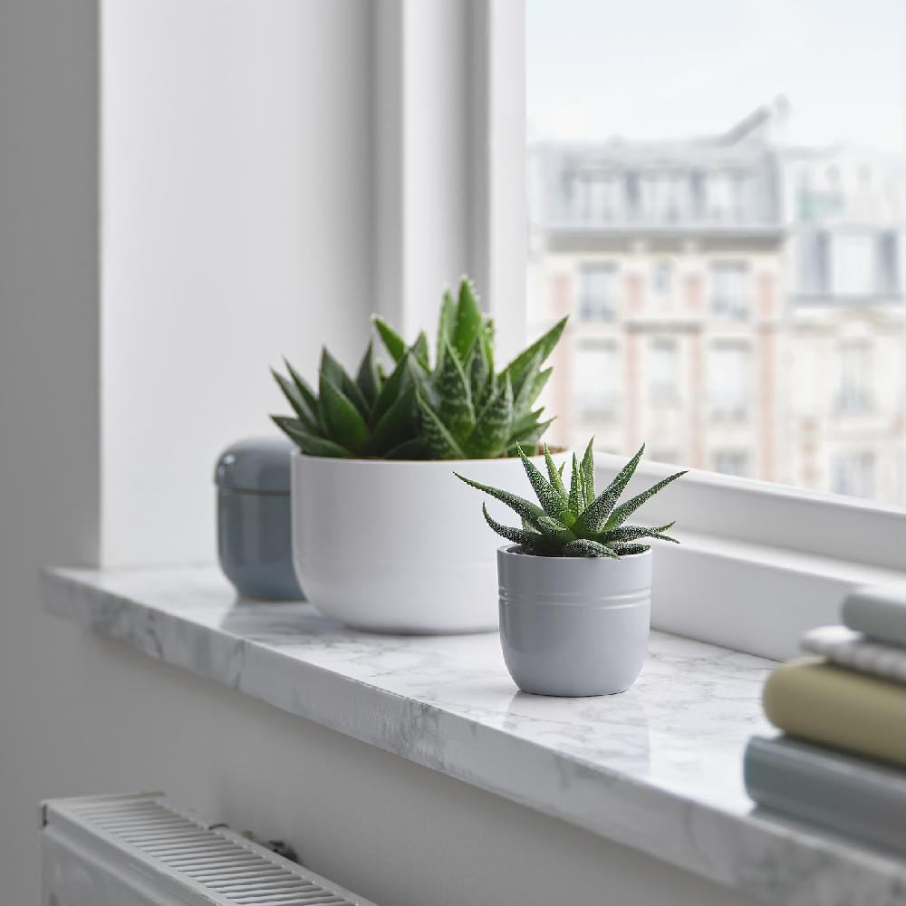 IKEA SUCCULENT Pflanze mit Übertopf Sukkulente versch. Farben 6 cm Rabatte dieses Monats