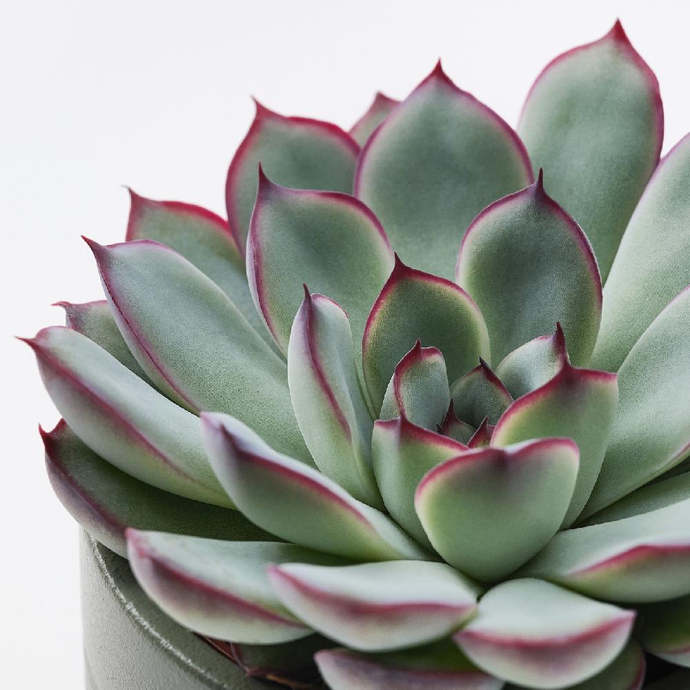 IKEA SUCCULENT Pflanze mit Übertopf Sukkulente versch. Farben 6 cm Rabatte dieses Monats