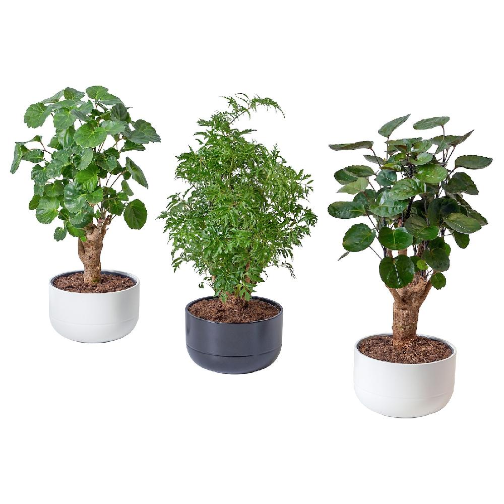 IKEA POLYSCIAS Pflanze mit Übertopf Bonsai/versch. Farben 14 cm 2025