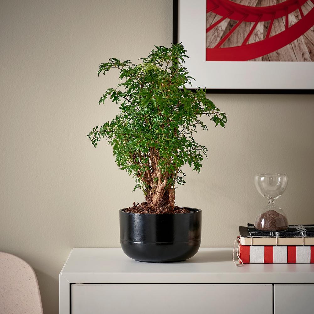 IKEA POLYSCIAS Pflanze mit Übertopf Bonsai/versch. Farben 14 cm 2025