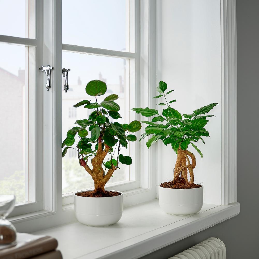 IKEA POLYSCIAS Pflanze mit Übertopf Bonsai/versch. Farben 14 cm 2025