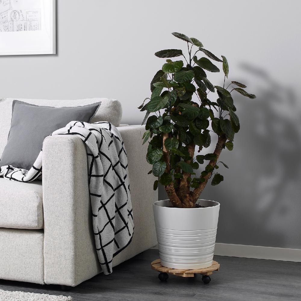 IKEA POLYSCIAS Pflanze Fiederaralie/versch. Arten 24 cm Outlet