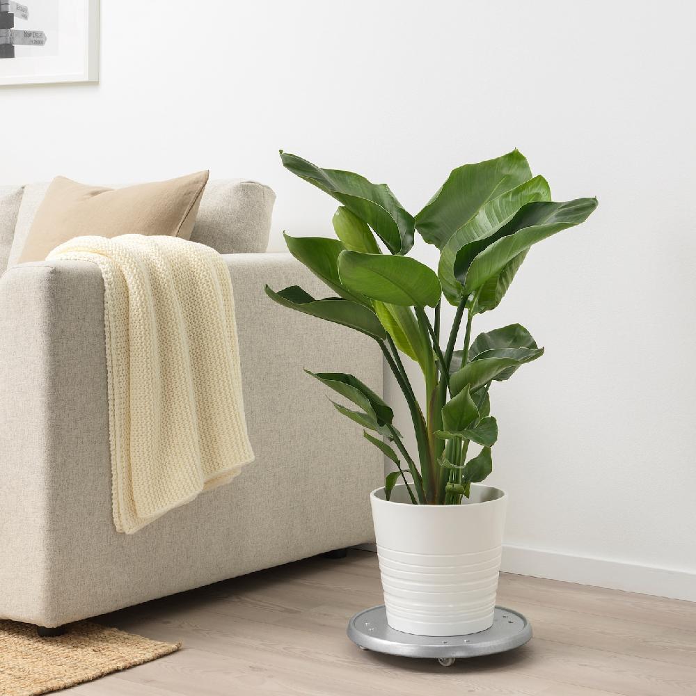 IKEA STRELITZIA Pflanze Strelitzie 19 cm Auslauf