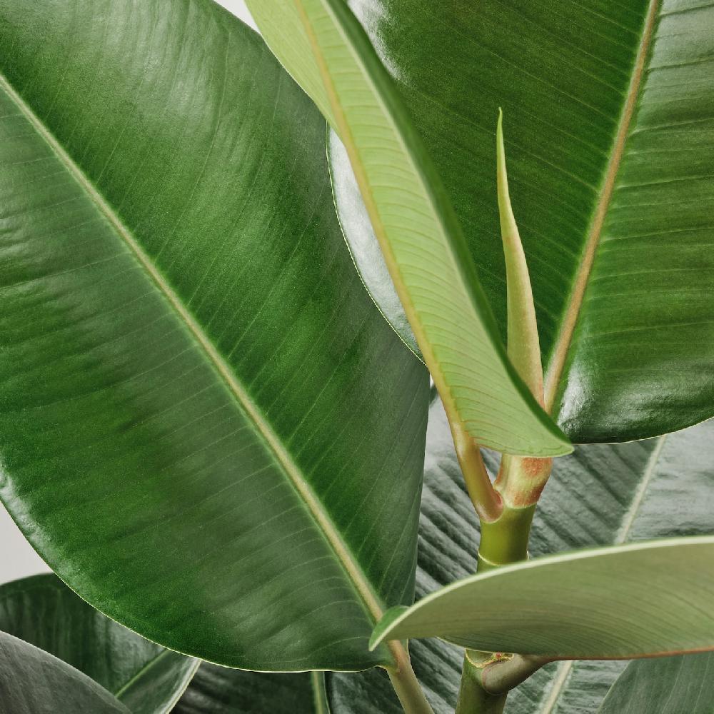 IKEA FICUS ELASTICA ROBUSTA Pflanze Gummibaum 27 cm Angebote
