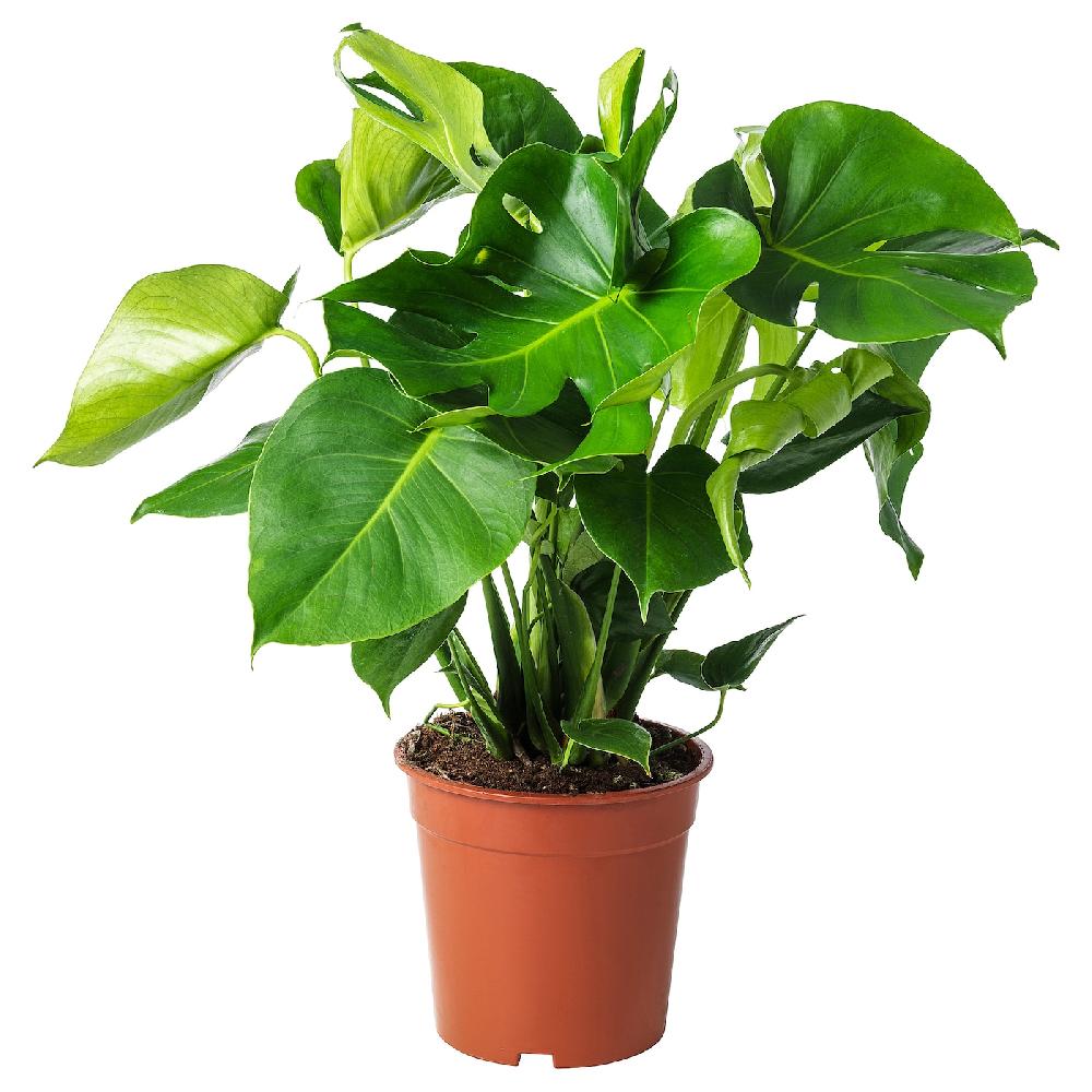IKEA MONSTERA Pflanze Fensterblatt 21 cm Hotsell