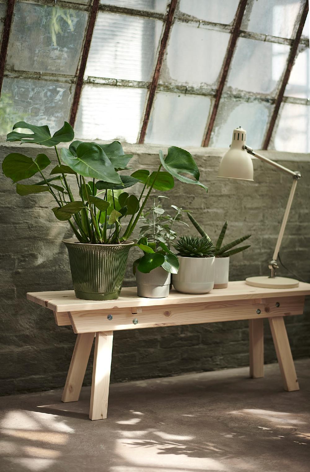 IKEA MONSTERA Pflanze Fensterblatt 21 cm Hotsell