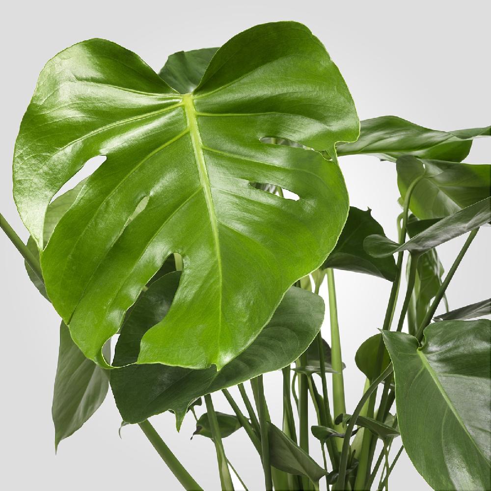 IKEA MONSTERA Pflanze Fensterblatt 21 cm Hotsell