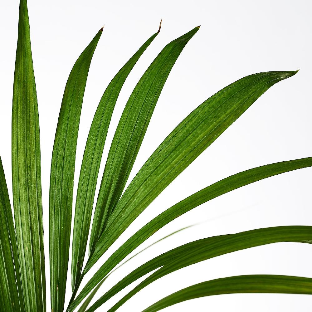 IKEA HOWEA FORSTERIANA Pflanze 24 cm Schlussverkauf