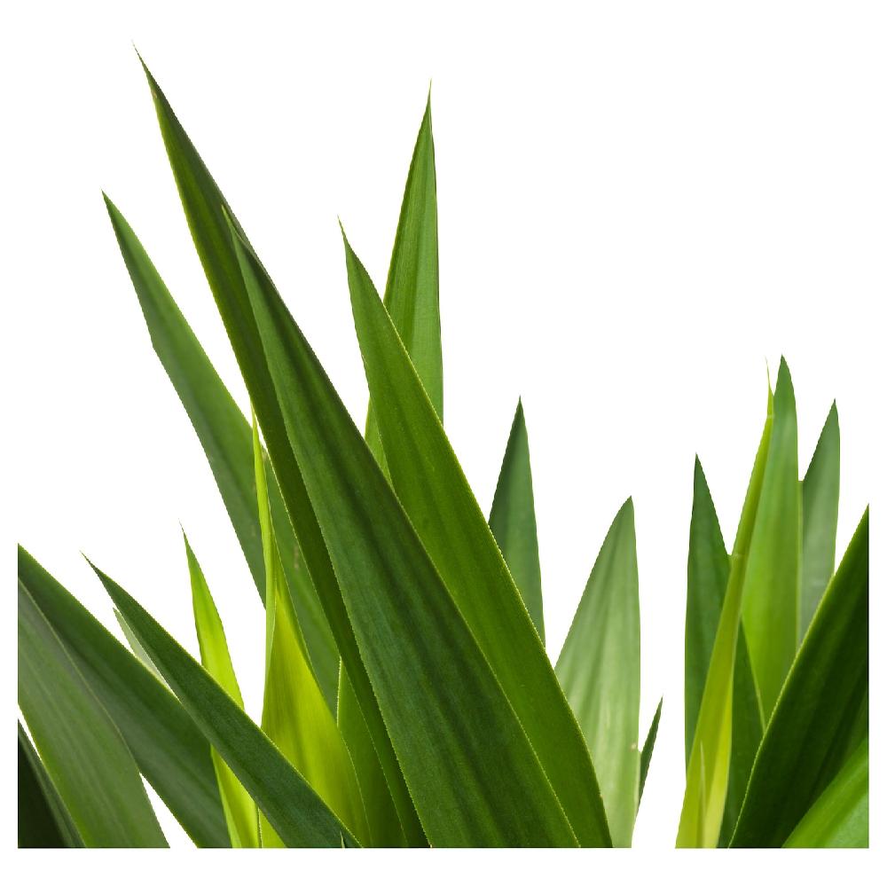 IKEA YUCCA ELEPHANTIPES Pflanze Palmlilie/2 Stämme 24 cm Fabrikverkauf