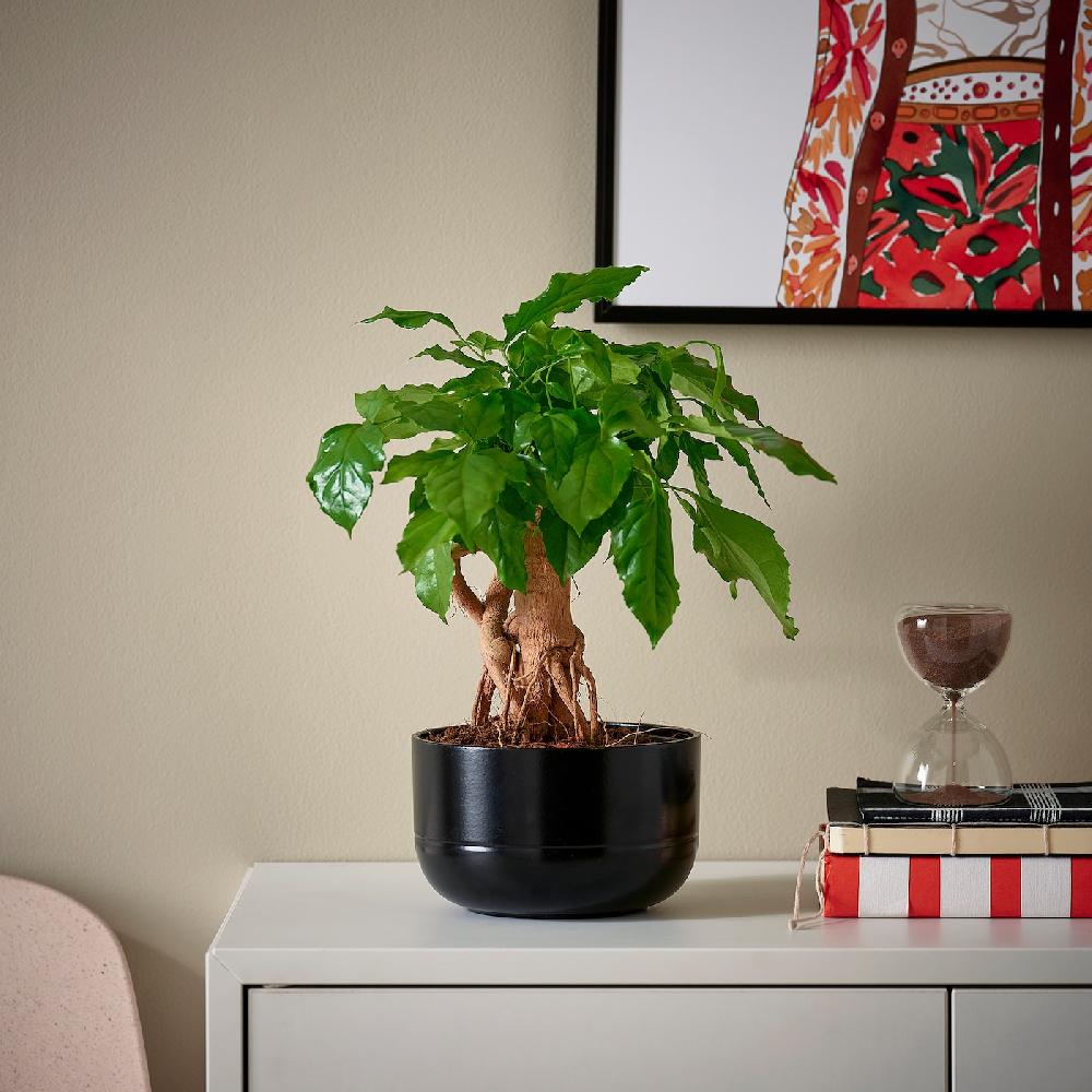 IKEA RADERMACHERA Pflanze mit Übertopf Zimmeresche/versch. Farben 14 cm Meist gekauft