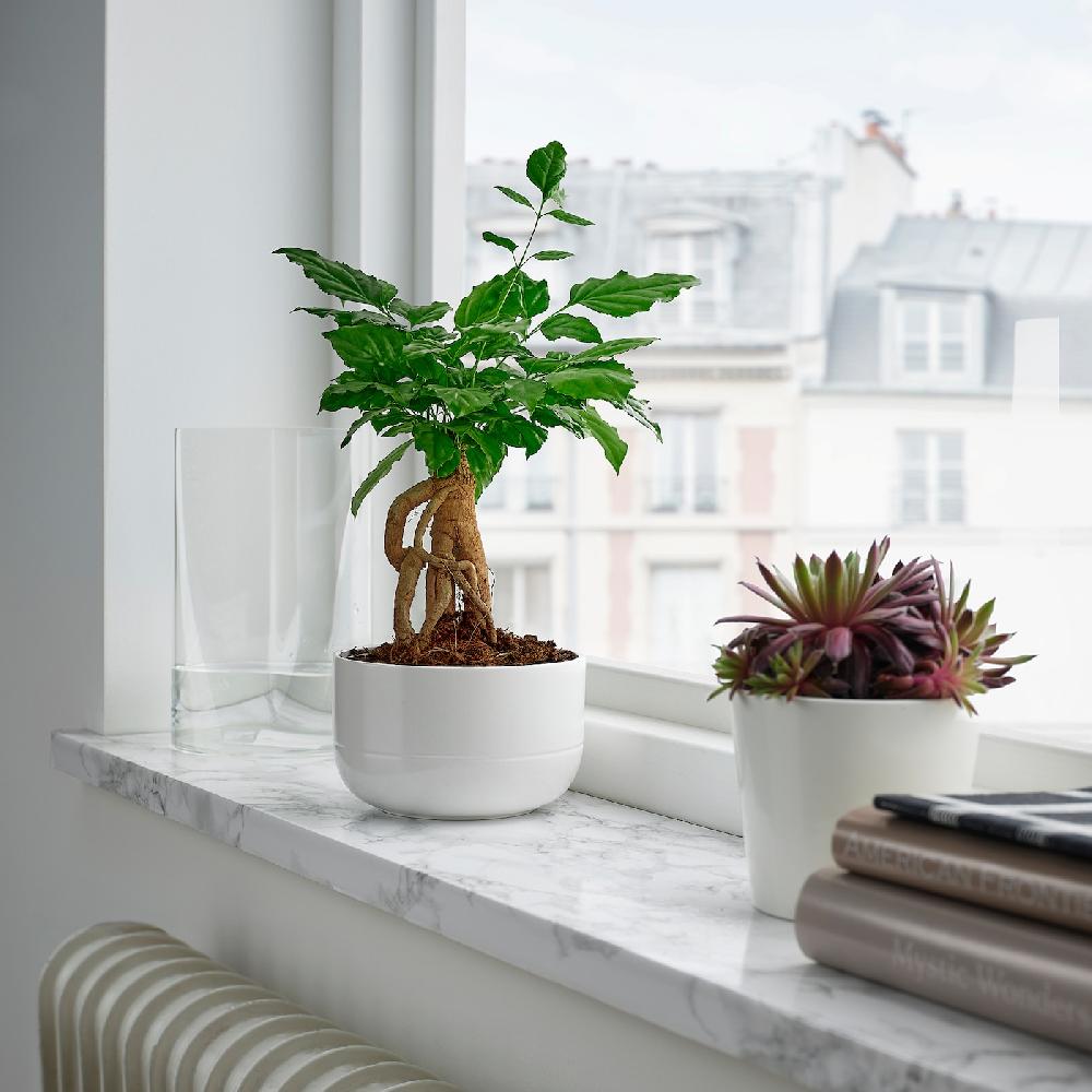 IKEA RADERMACHERA Pflanze mit Übertopf Zimmeresche/versch. Farben 14 cm Meist gekauft