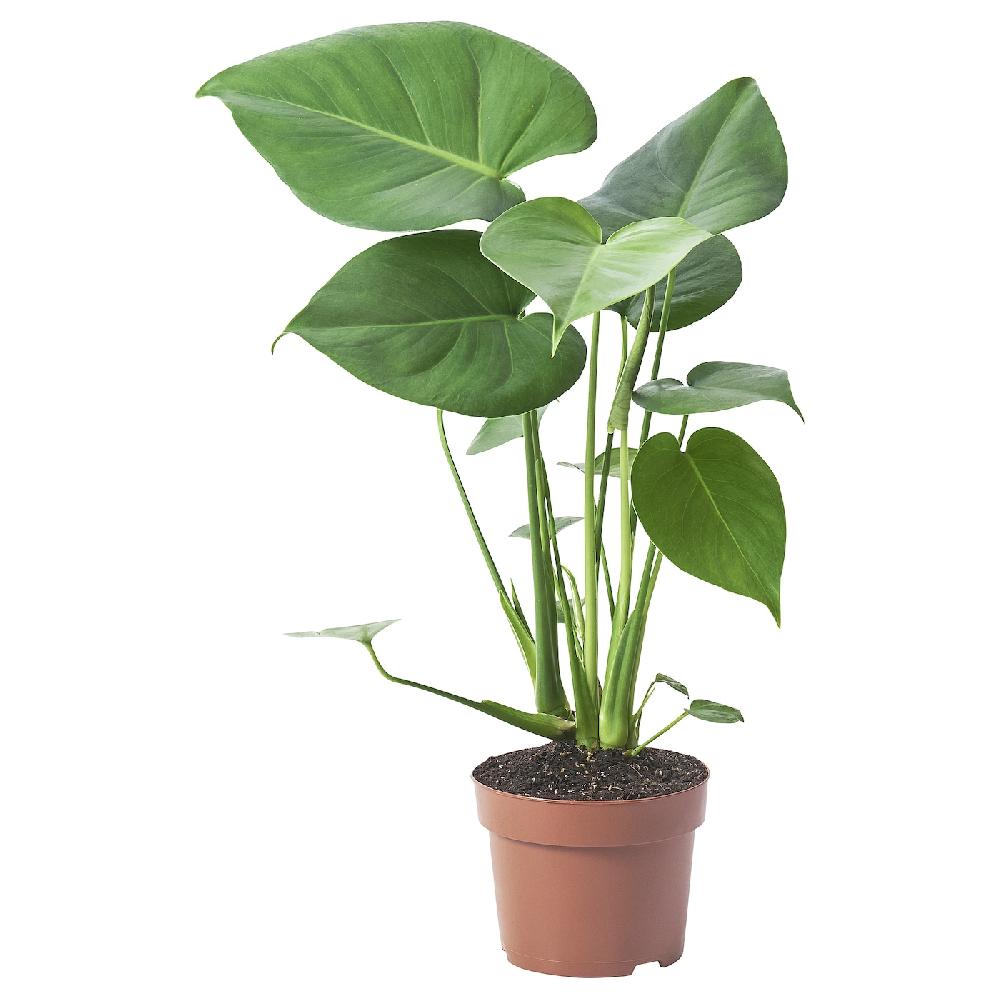 IKEA MONSTERA DELICIOSA Pflanze Fensterblatt 12 cm Kostenloser Versand