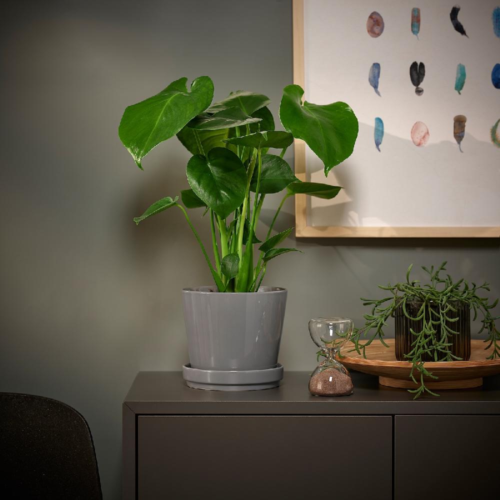 IKEA MONSTERA DELICIOSA Pflanze Fensterblatt 12 cm Kostenloser Versand