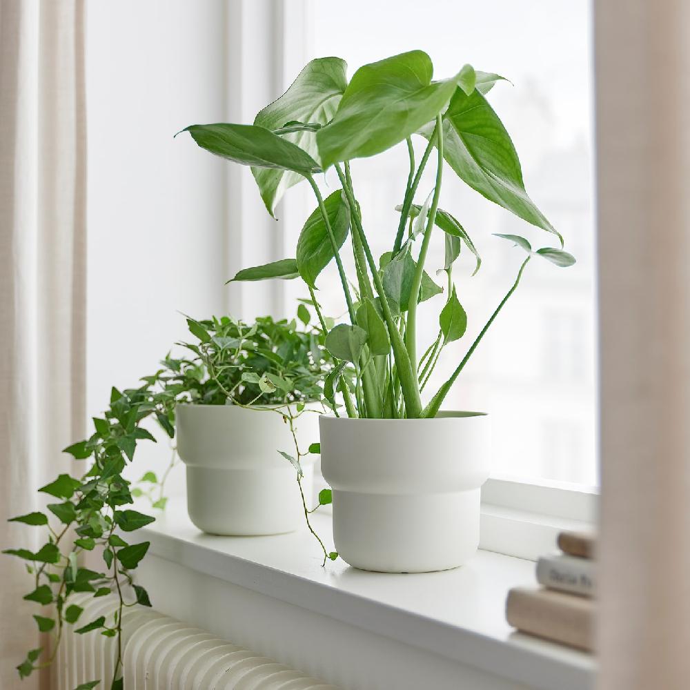 IKEA MONSTERA DELICIOSA Pflanze Fensterblatt 12 cm Kostenloser Versand