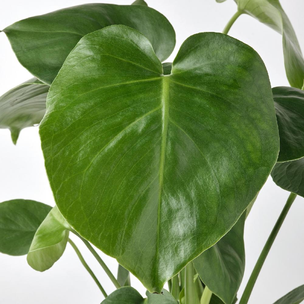 IKEA MONSTERA DELICIOSA Pflanze Fensterblatt 12 cm Kostenloser Versand