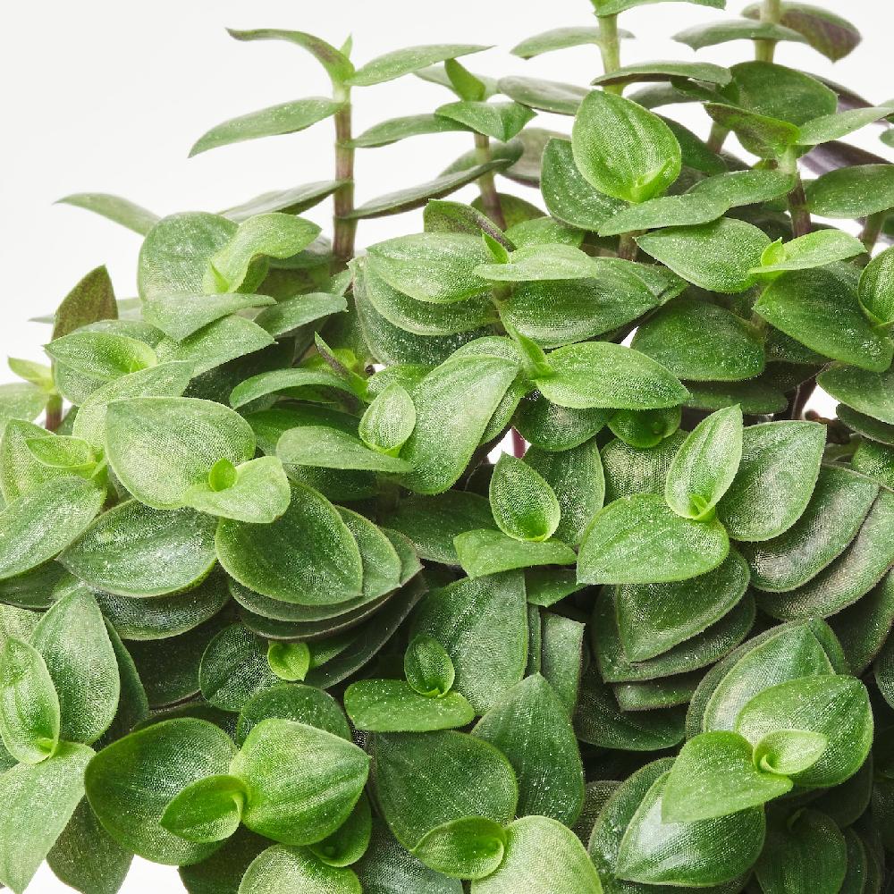 IKEA HIMALAYAMIX Pflanze versch. Arten 6 cm Limitierter Zeitrabatt
