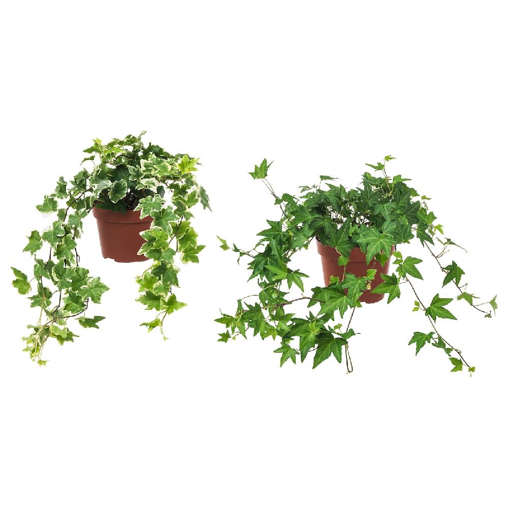 IKEA HEDERA HELIX Pflanze Efeu 13 cm Fabrik Onlineshop