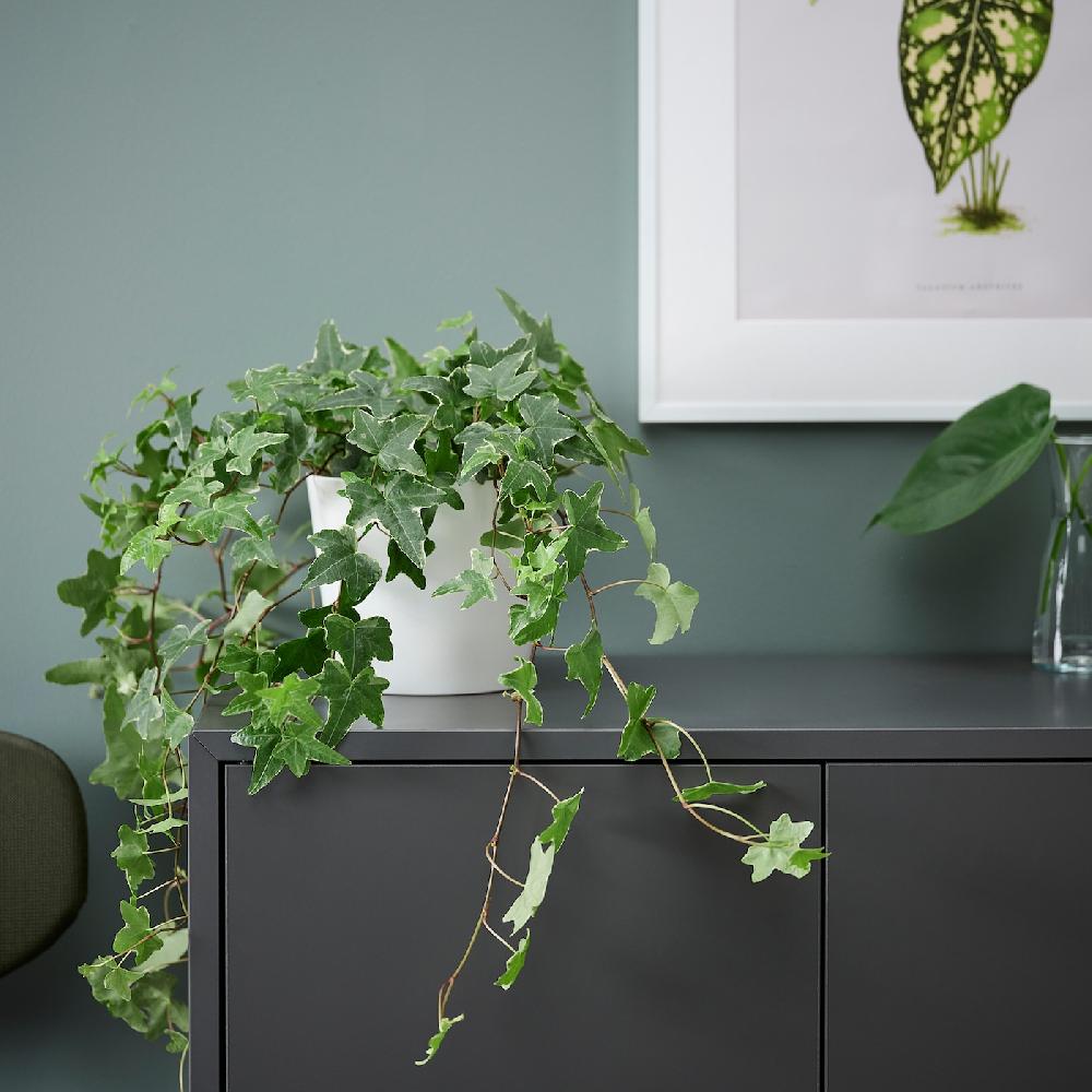 IKEA HEDERA HELIX Pflanze Efeu 13 cm Fabrik Onlineshop