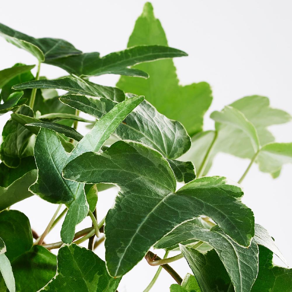 IKEA HEDERA HELIX Pflanze Efeu 13 cm Fabrik Onlineshop