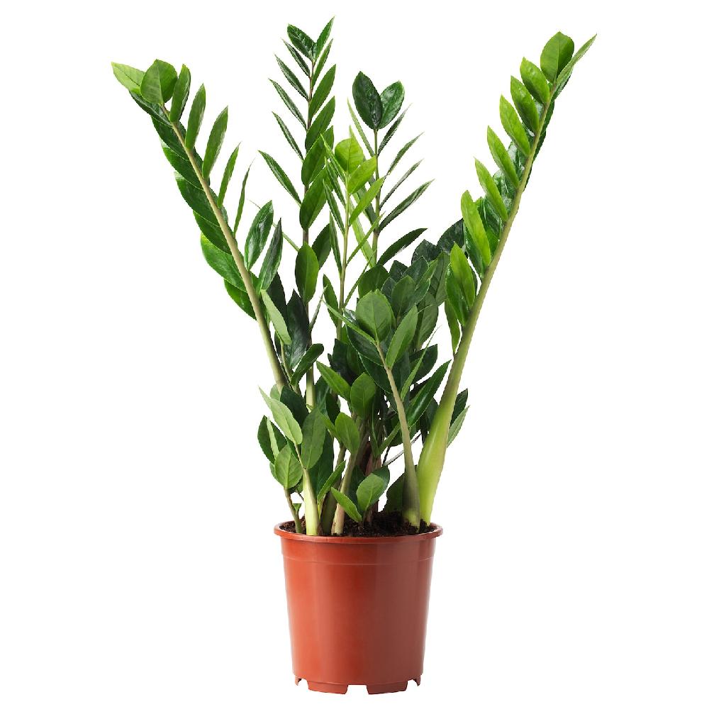 IKEA ZAMIOCULCAS Pflanze Zamioculcas 17 cm Fabrikpreis