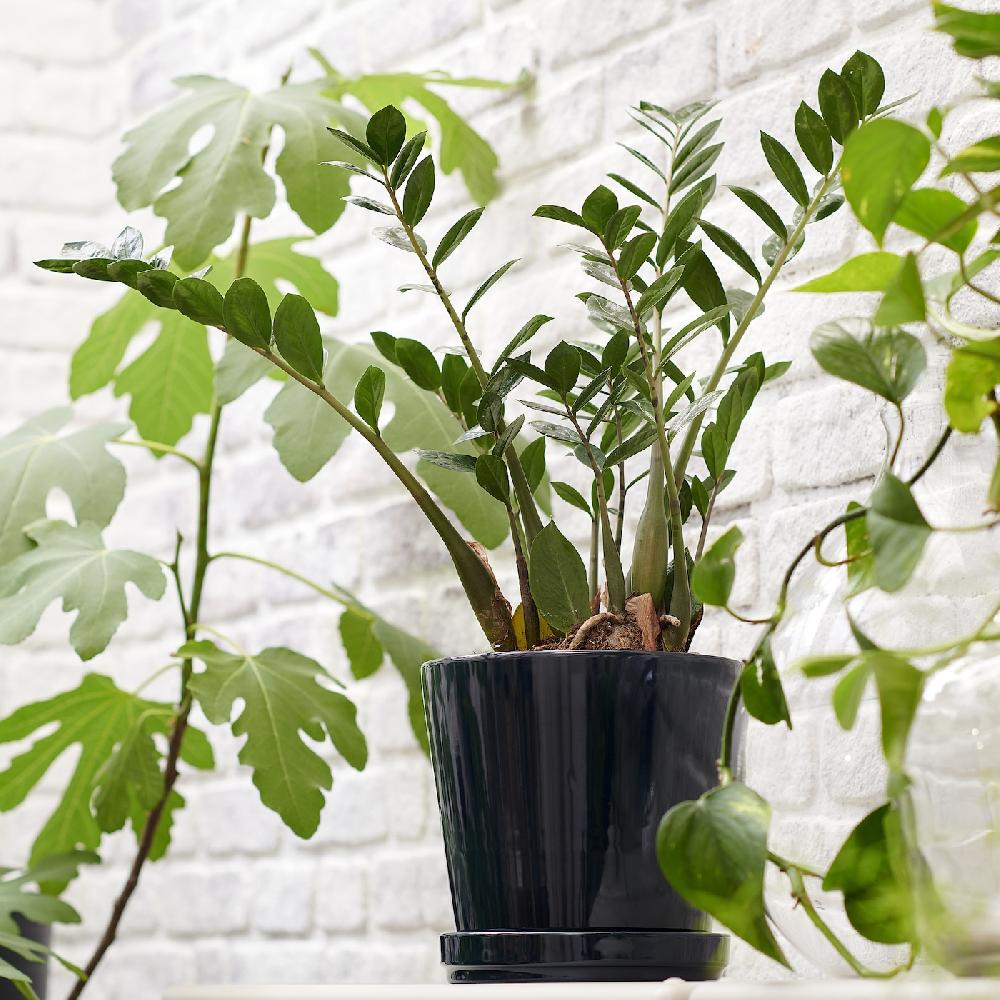 IKEA ZAMIOCULCAS Pflanze Zamioculcas 17 cm Fabrikpreis