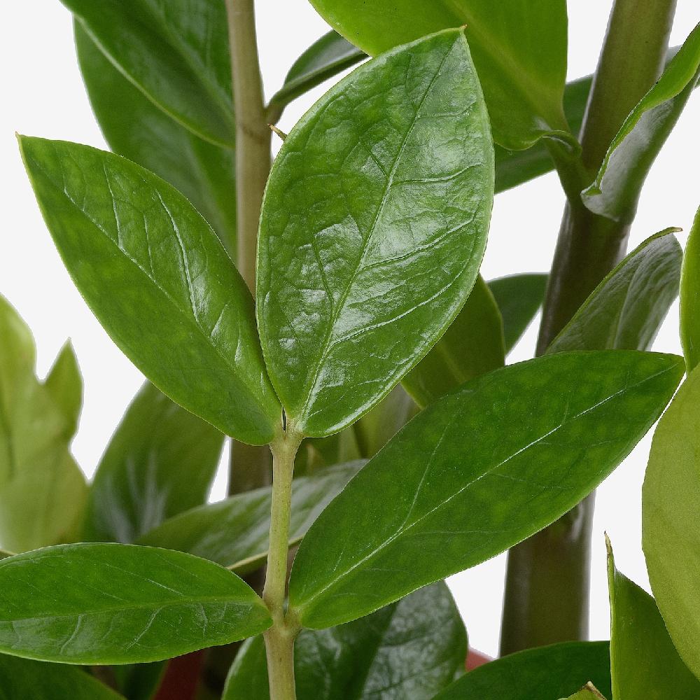 IKEA ZAMIOCULCAS Pflanze Zamioculcas 17 cm Fabrikpreis