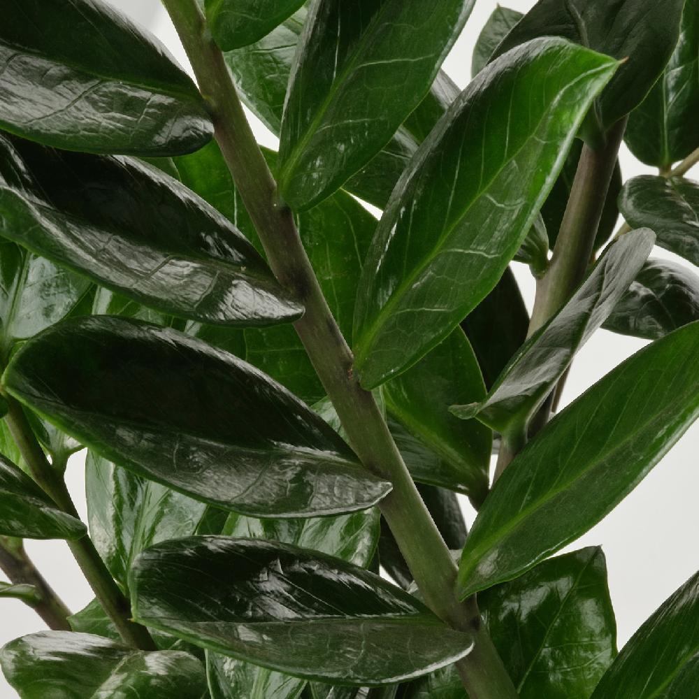 IKEA ZAMIOCULCAS Pflanze Zamioculcas 17 cm Fabrikpreis