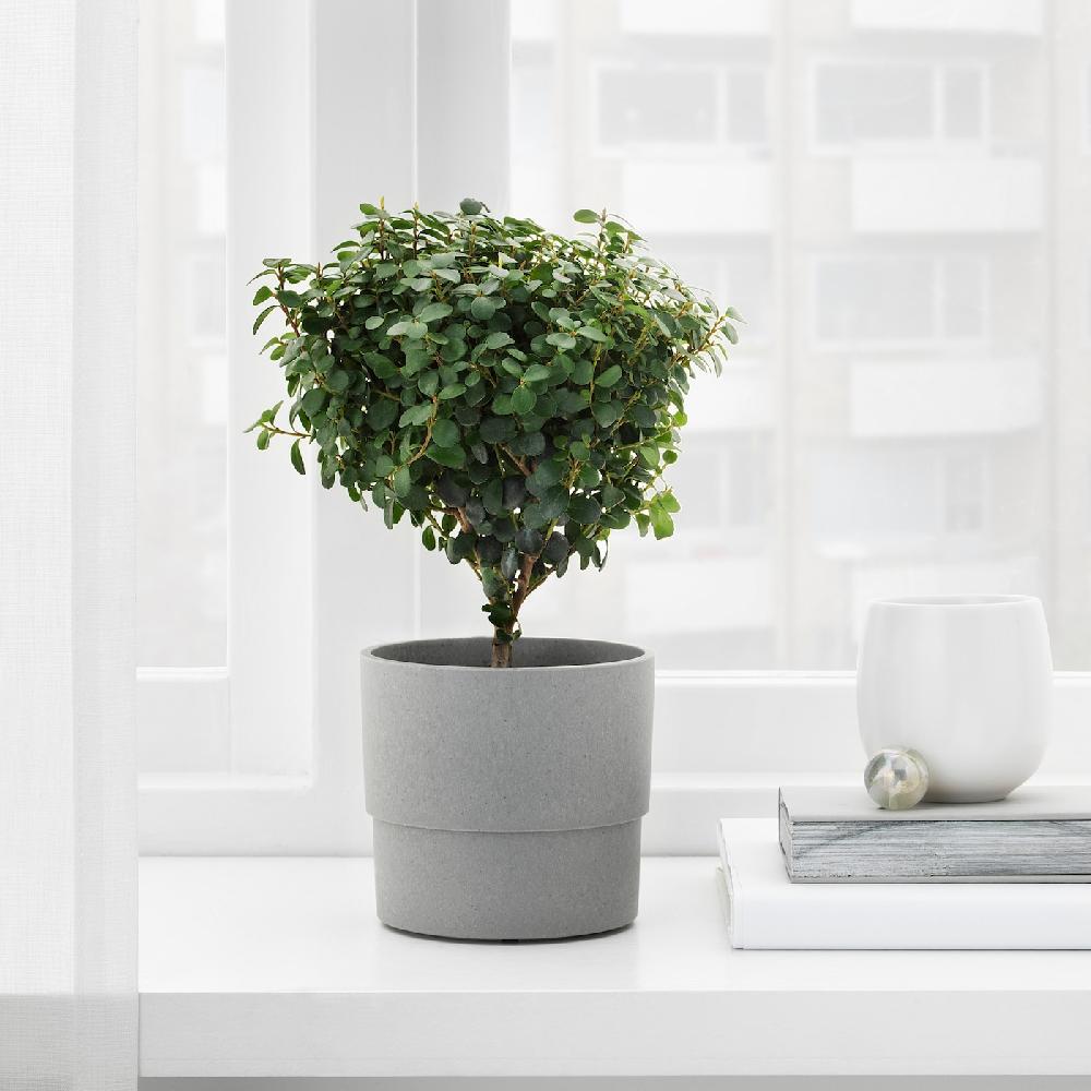 IKEA NYPON Übertopf drinnen/draußen grau 9 cm Begrenztes Angebot