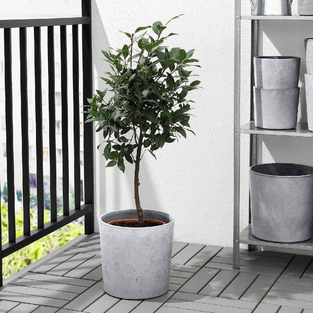 IKEA BOYSENBÄR Übertopf drinnen/draußen hellgrau 24 cm Zeitlich begrenztes Angebot