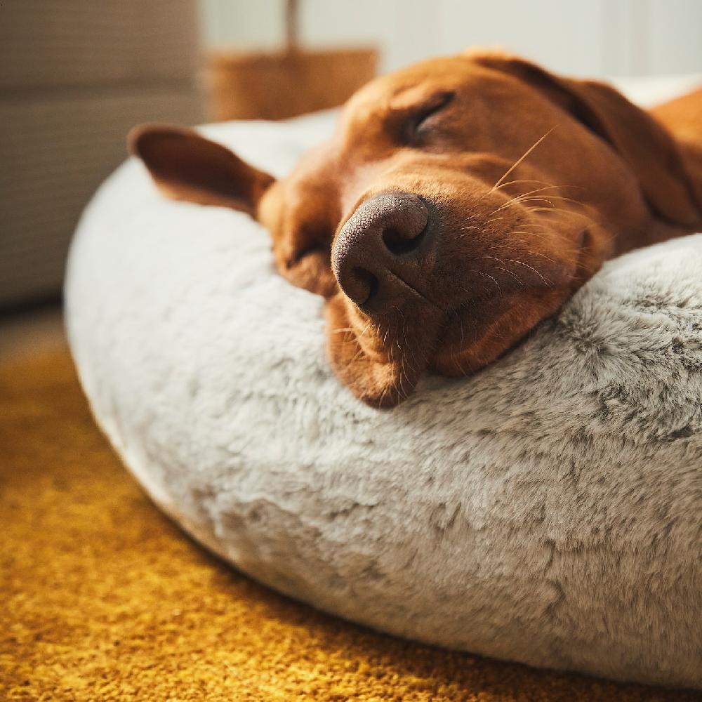 IKEA UTSÅDD Tierbett hellgrau XL Neueste Mode