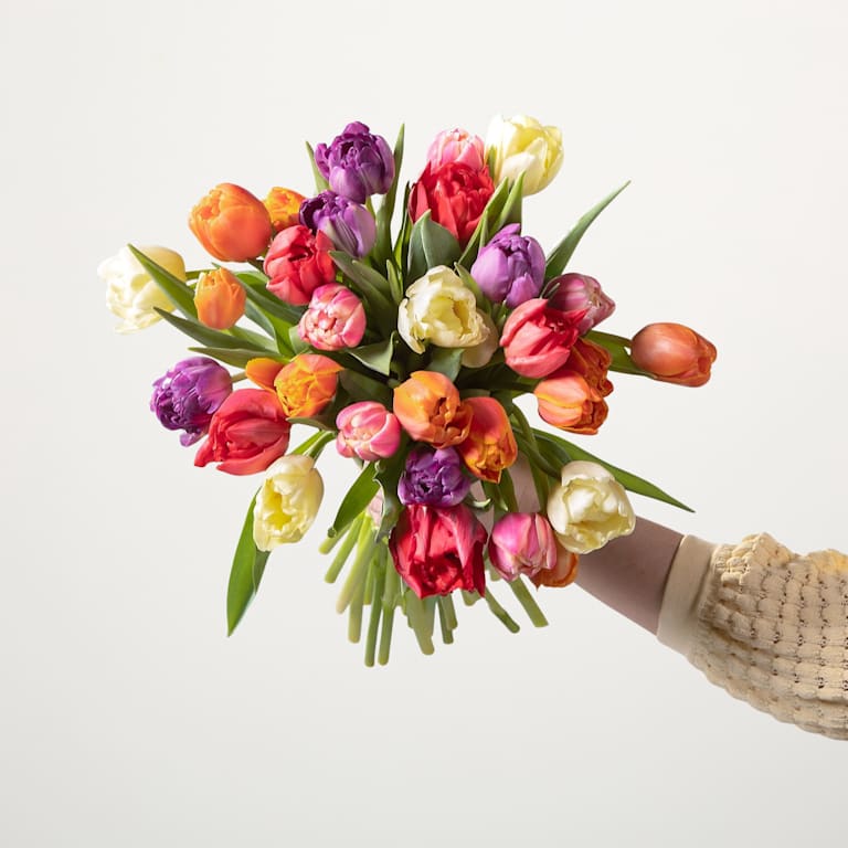blume2000 Bunte Tulpen 'Flower Bomb' - 30 Stiele