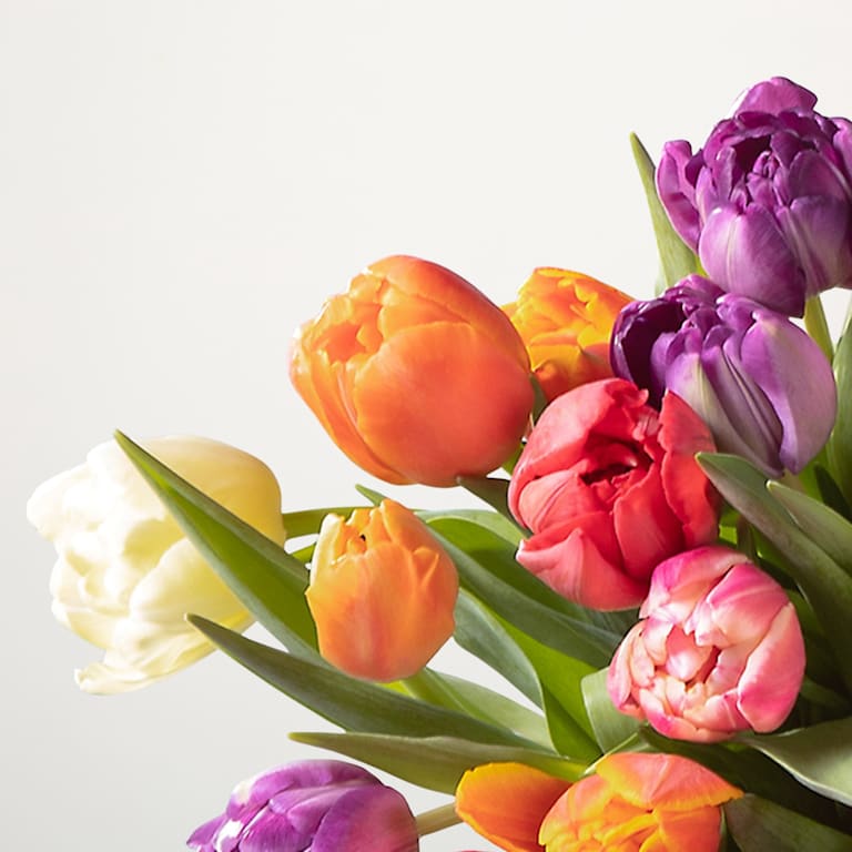 blume2000 Bunte Tulpen 'Flower Bomb' - 30 Stiele Letzte 2 Tage