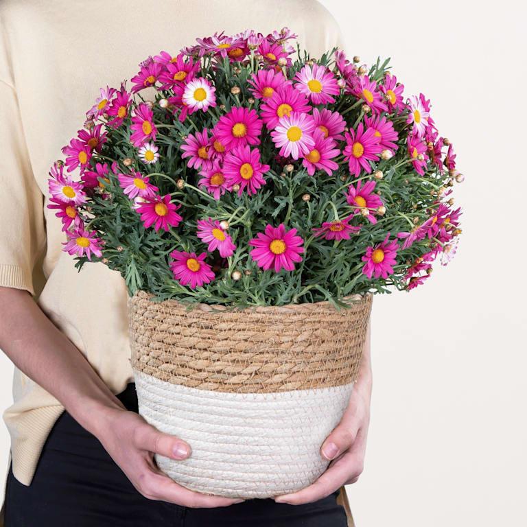 blume2000 Blühpflanze im Topf Prachtvoll