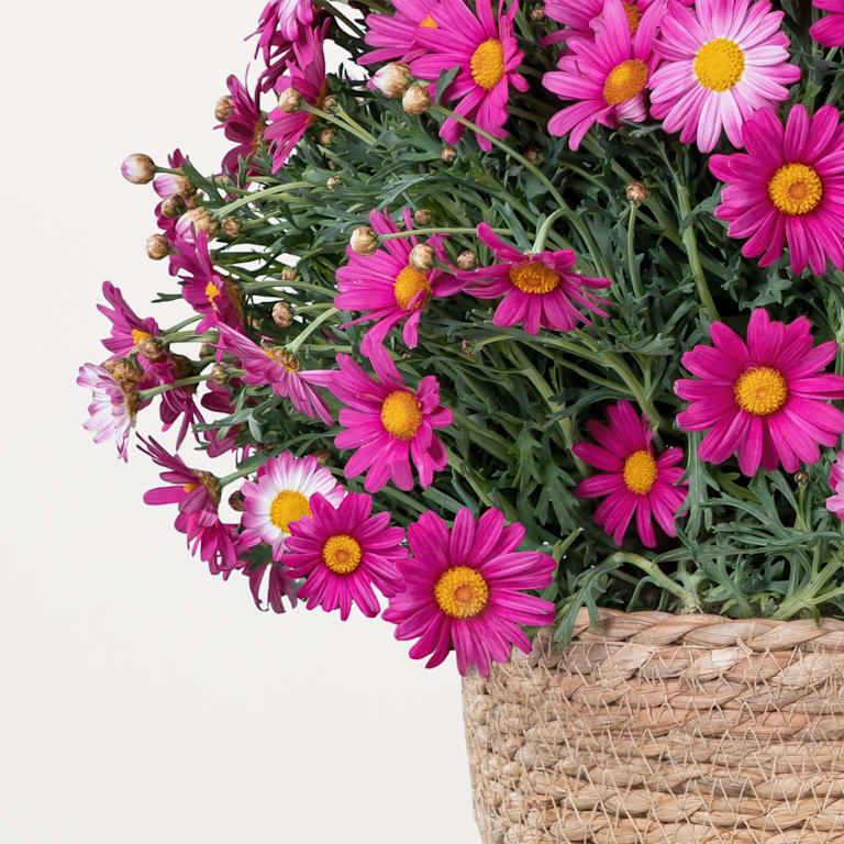 blume2000 Blühpflanze im Topf Prachtvoll Nur für heute