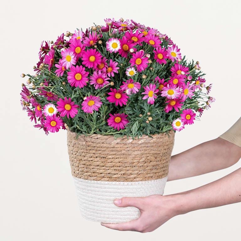 blume2000 Blühpflanze im Topf Prachtvoll Nur für heute