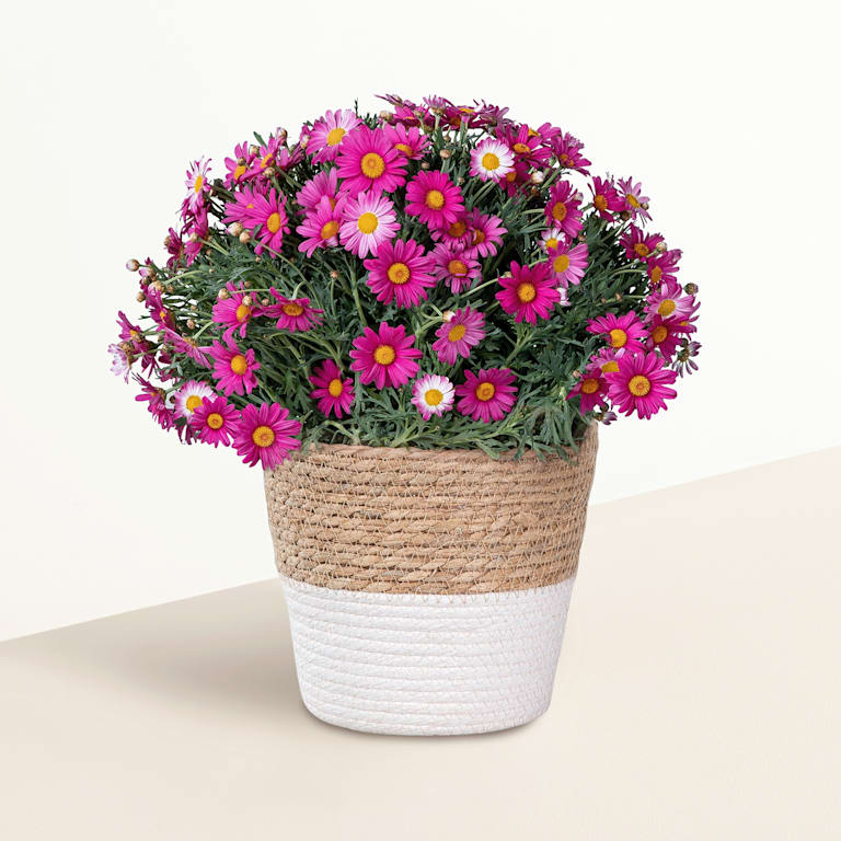 blume2000 Blühpflanze im Topf Prachtvoll Nur für heute